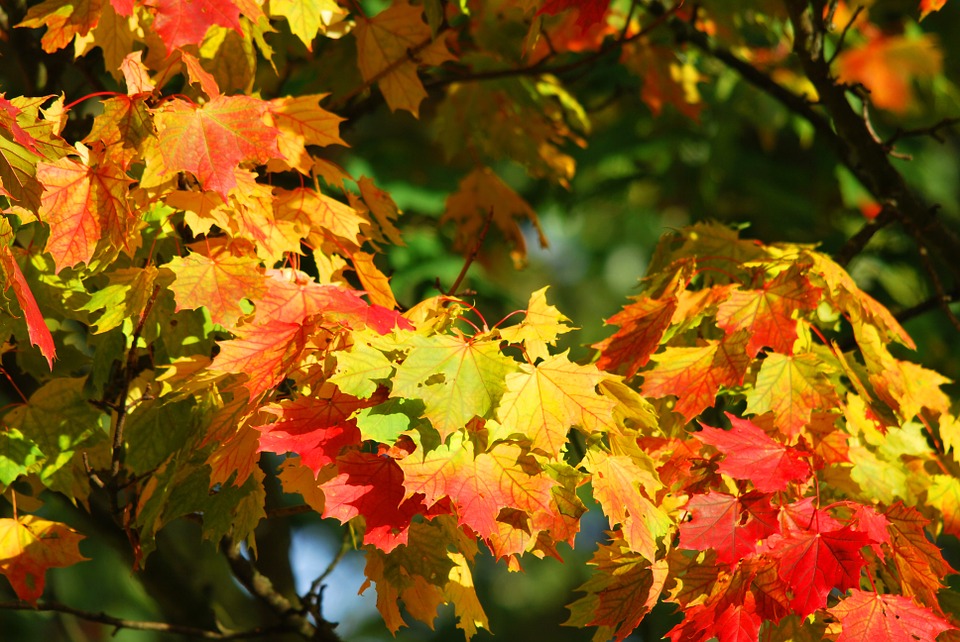 Herfst